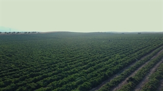 بازدید کارشناسان مجموعه مزرعه دانش از مزرعه گوجه فرنگی متین