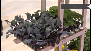 گزارشی از نمایشگاه آی فارم شیراز