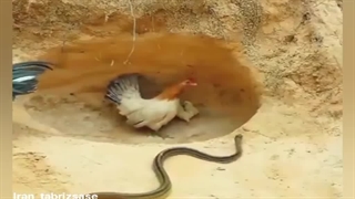 تفاوت مادر و پدر