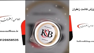 آموزش کاشت زعفران گلخانه ای Saffron planting income