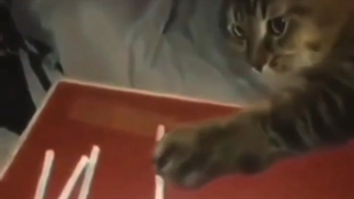 پیج جدید ویسگون