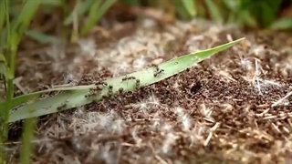 چیز های عجیبی که احتمالا برای اولین بار در زندگی می بینید - قسمت سی و دوم