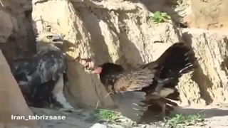 دفاع مادر از فرزندانش در مقابل عقاب