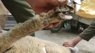 نحوه چیدن سم گوسفندان