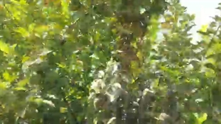 باغداری منطقه دادین _ خرید سم و کود از فروشگاه مزرعه دانش