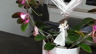 ویدئویی از زامیفولیای کلاسیک