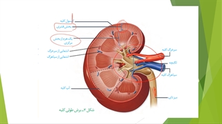 دهم-فصل5-ش1