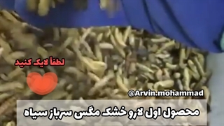 روغن حشرات روغن مگس سرباز سیاه