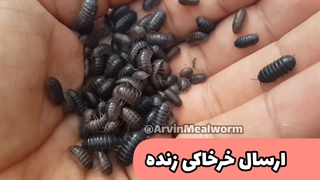 خرخاکی زنده و خشک شده