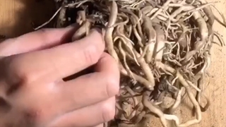 تکثیر زامیفولیا