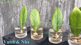 تکثیر زامیفولیا