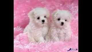 هاپو(ساخت خودم)