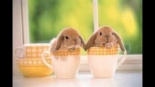 خرگوش(ساخت خودم)