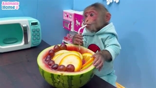 فیلم*Animals Home*قسمت بیستم