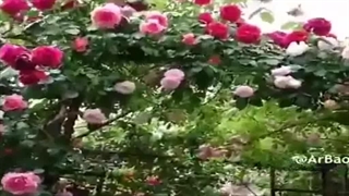 علیرضا افتخاری - حالا ای یار سلام