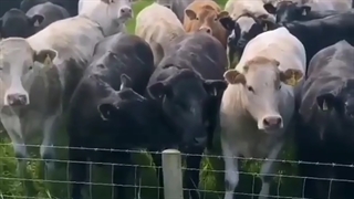 یه عنوان واسه این ویدیو انتخاب کنین :|