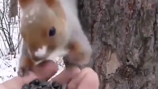 کلیپ قرآنی /آرامش‌بخش