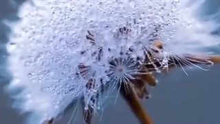 پدرم می‌گوید کتاب/مادرم می‌گوید دعا/و من خوب می‌دانم؛که زیباترین تعریف خدا را فقط باید از زبان گل‌ها شنید (حسین پناهی)