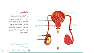 یازدهم-فصل7-ش13