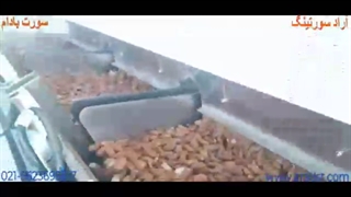 سورت بادام -آراد سورتینگ 56236956/7-021