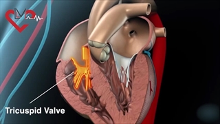 بیماری های دریچه ای قلب