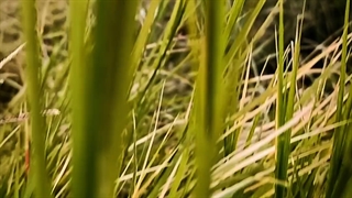 صبحی دلپذیر