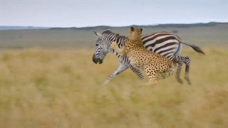 حیوان 1 - Animal 2021