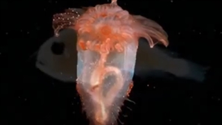 Peces Abisales (Abysmal fish) Los peces desconocidos