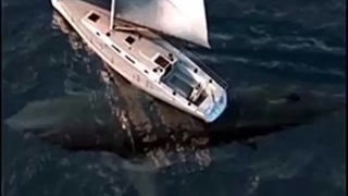 اغنیة رائعه مع صور قروش ادخل و لن تخسر شی