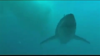 Le Megalodon