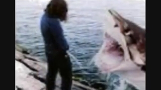 GREAT WHITE MONSTER SHARKS Attacks+one dolphin! :)