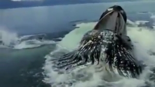 اکبر حوت فی العالم الحوت الازرق The world's largest whale blue whale