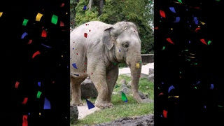 فیل(ساخت خودم)