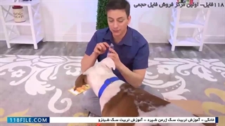 آموزش سگ-تربیت سگ-تربیت سگ خانگی-7 نکته برای آموزش سگ