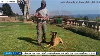 آموزش سگ-تربیت سگ-تربیت سگ خانگی-3 اشتباه در تربیت سگ