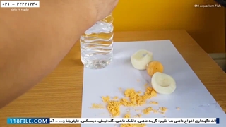 آموزش پرورش ماهی زینتی-فیلم پرورش ماهی-غذادهی به ماهی فایتر بتا