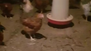 فروش مرغ پایان دوره گلپایگانی