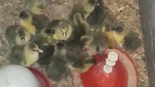 فروش غاز یک روزه پنج روزه