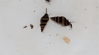 حلزون فروشی