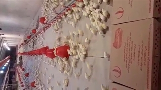 فروش جوجه گوشتی راس نمونه بار ارسالی