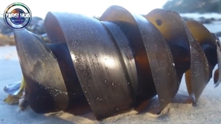 عجیب ترین تخم های موجود در جهان که شما رو شگفت زده می کنند