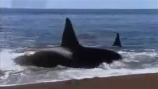 حوت یطارد فقمة فی عمان_.flv