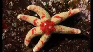 النـَجمیّـاتُ ( starfish   Asteroidea ).flv