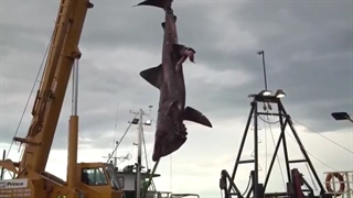 В Австралии поймана редкая гигантская акула