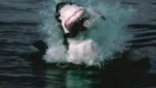 RealSharkattack arnagar.3gp