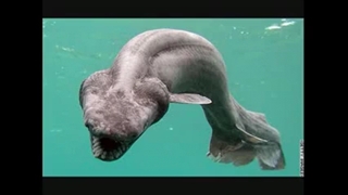 حیوانات زیر اقیانوس