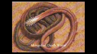 موجودات عجیب ترسناک و ناشناخته 4_5