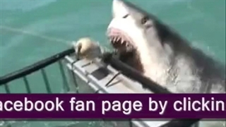 top 5 shark killings video