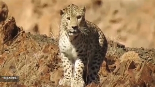 پلنگ ایرانی در منطقه حفاظت شده قمصر و برزک کاشان مشاهده شد