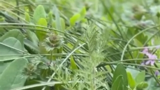 بهار، فریاد زندگی